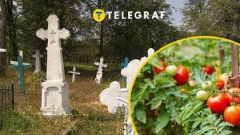 На цвинтарі Почаївської лаври біля хрестів висадили помідори